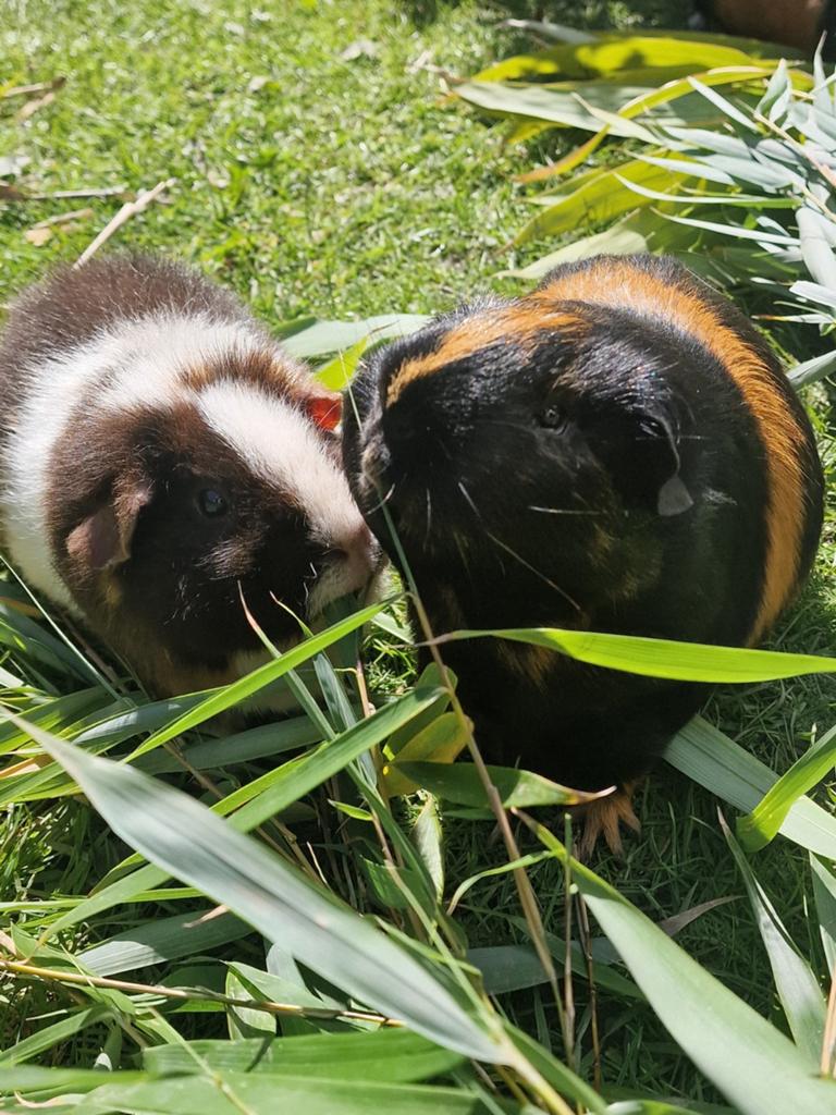 Plekjes vrij bij Madame Wiep, cavia opvang voor zeugjes, Dieren en Toebehoren, Maart, Vrouwelijk, Cavia