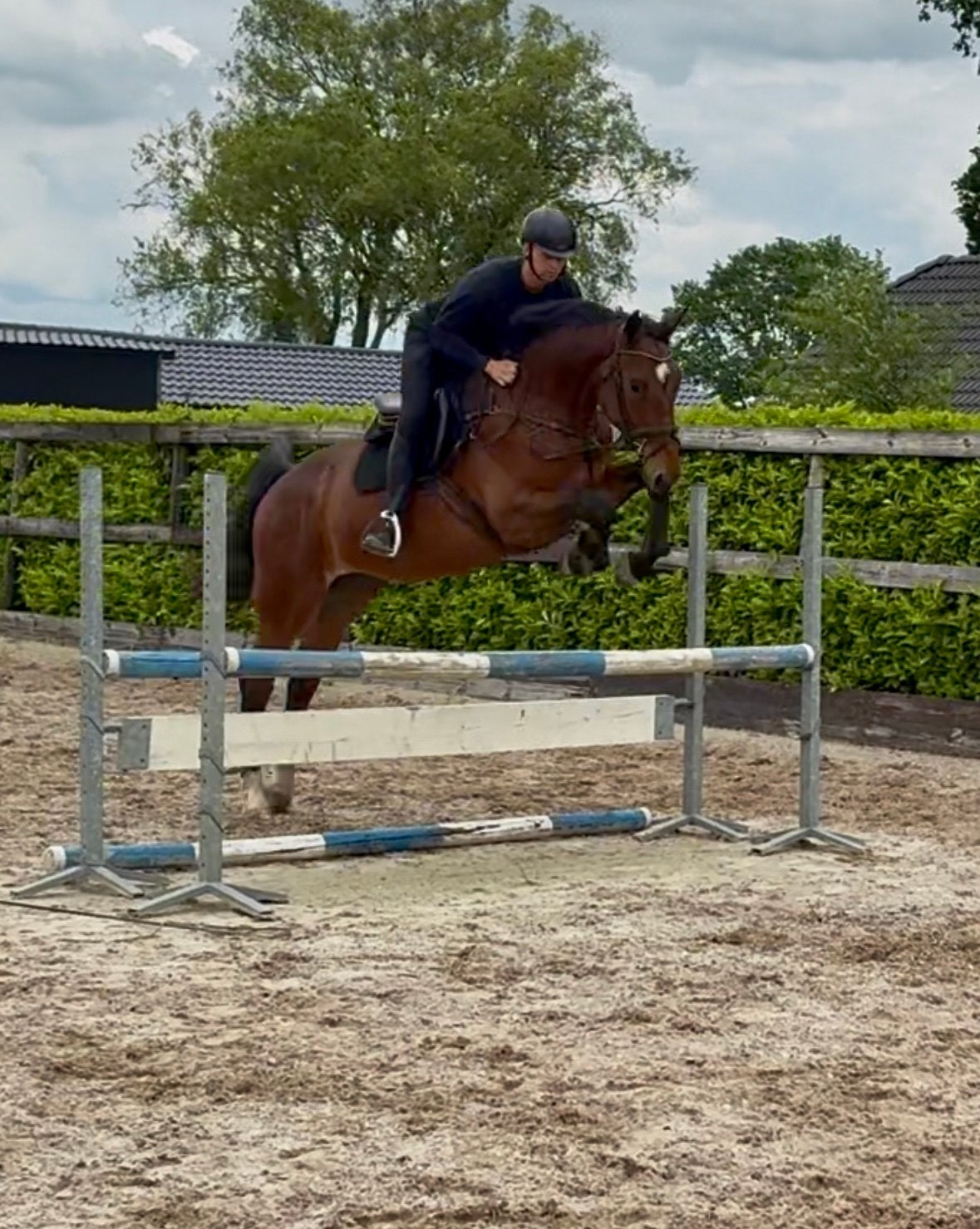 4 jarige springgefokte ruin 1.72 m, Dieren en Toebehoren, Pony's, Ruin, E pony (1.48m - 1.57m), Met stamboom, 3 tot 6 jaar