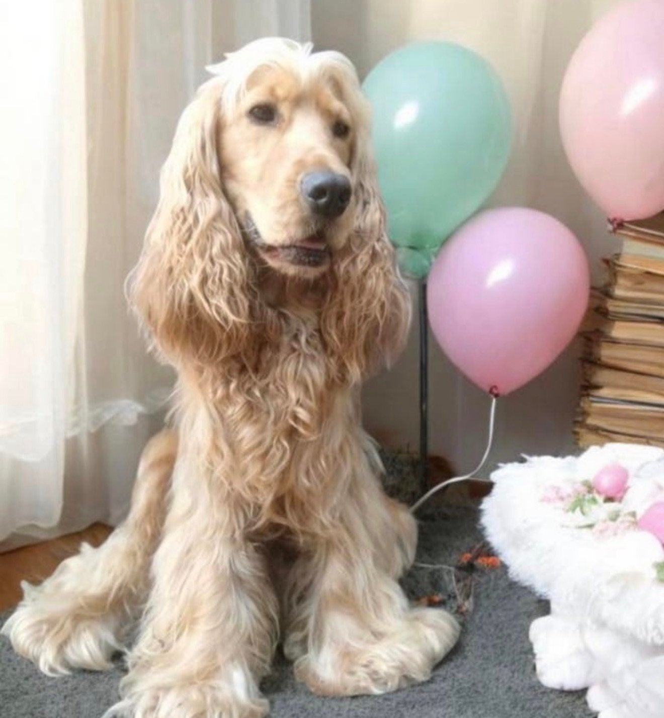 Ervaren dekreu engelse cocker spaniël staat ter dekking, Reu, Eén hond, CDV (hondenziekte), 3 tot 5 jaar