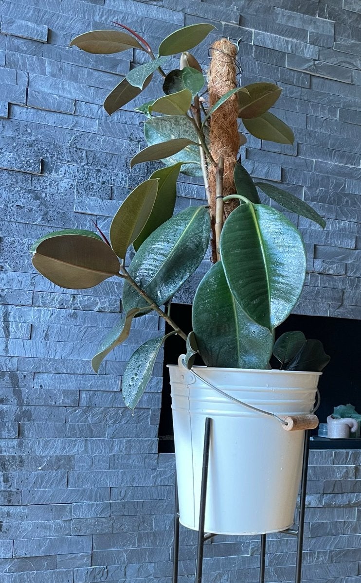 Rubberboom met mosstok, Ophalen, Ficus, 100 tot 150 cm, Halfschaduw