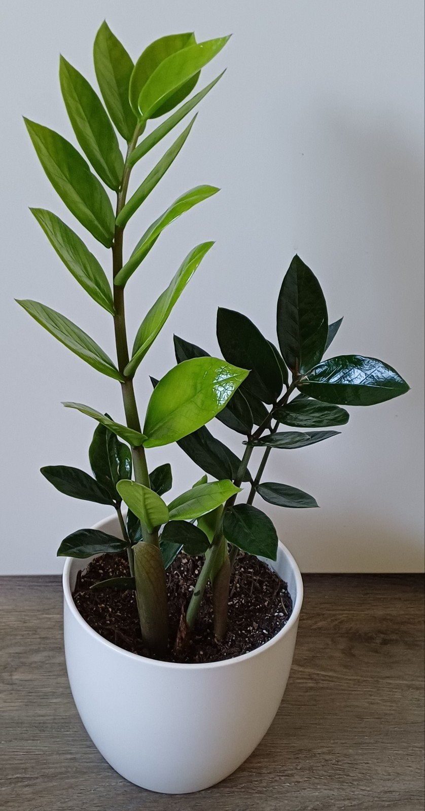 Mooie Zamioculcas kamerplant in witte sierpot (49 cm), Ophalen, Overige soorten, Halfschaduw, In pot
