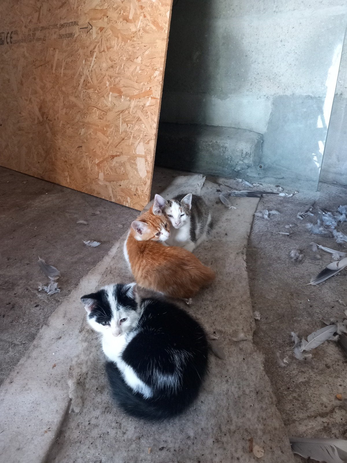 boerderij kittens te koop, Meerdere dieren