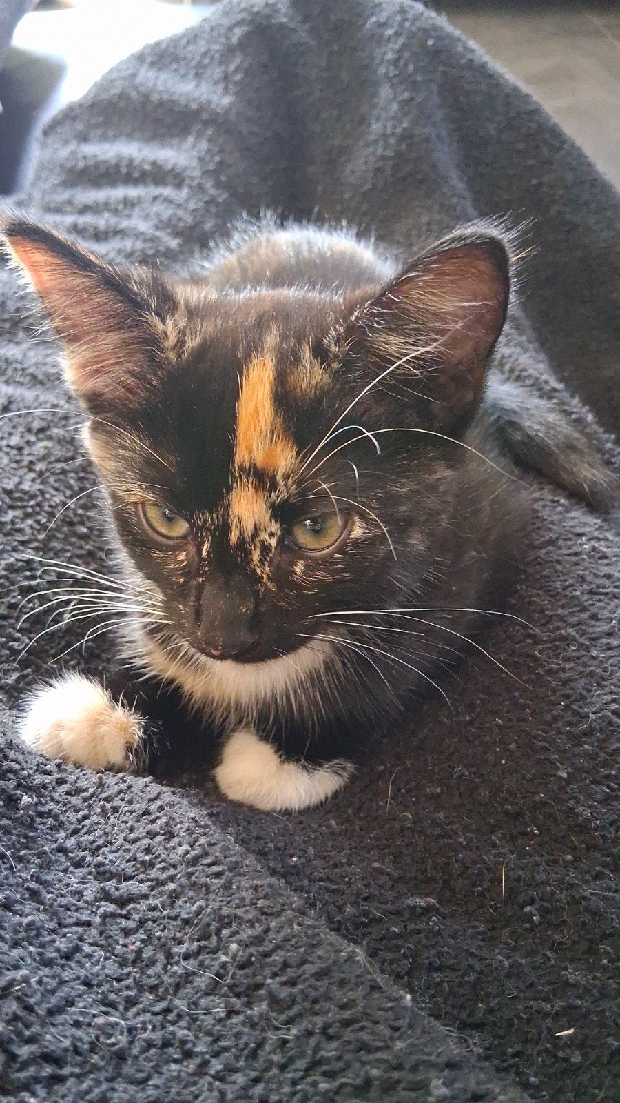 Turkse Angora mix kittens, Dieren en Toebehoren, Poes, Langharig, 0 tot 2 jaar