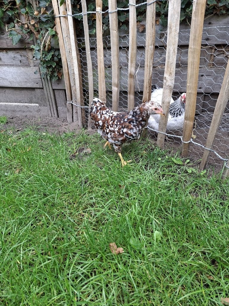 3 Wyandotte Kriel Haantjes: Rood Porselijn :  Super Tam., Dieren en Toebehoren, Mannelijk, Kip