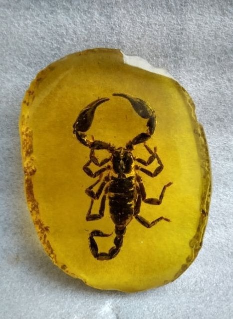 Schorpioen In Amber Steen / Dier Opgezet Beest, Verzamelen, Dierenverzamelingen, Verzenden, Nieuw, Overige typen