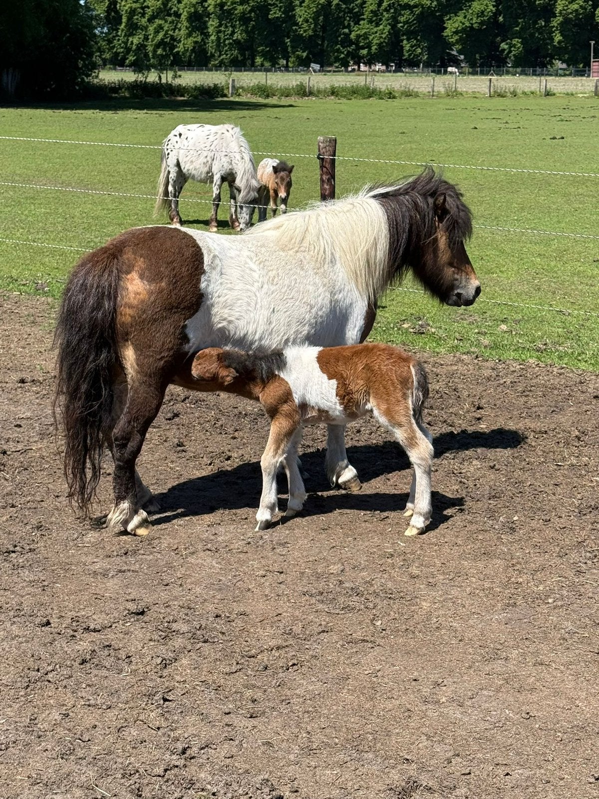 Te koop diverse Ponny s drachtig en met veulen en dekhengst, Dieren en Toebehoren, Pony's, Merrie, A pony (tot 1.17m), 0 tot 2 jaar