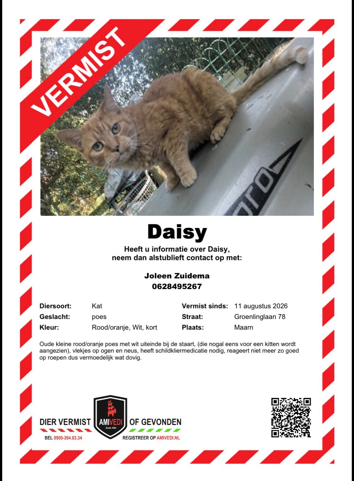 Vermiste poes - rood, klein, europese korthaar, Kat