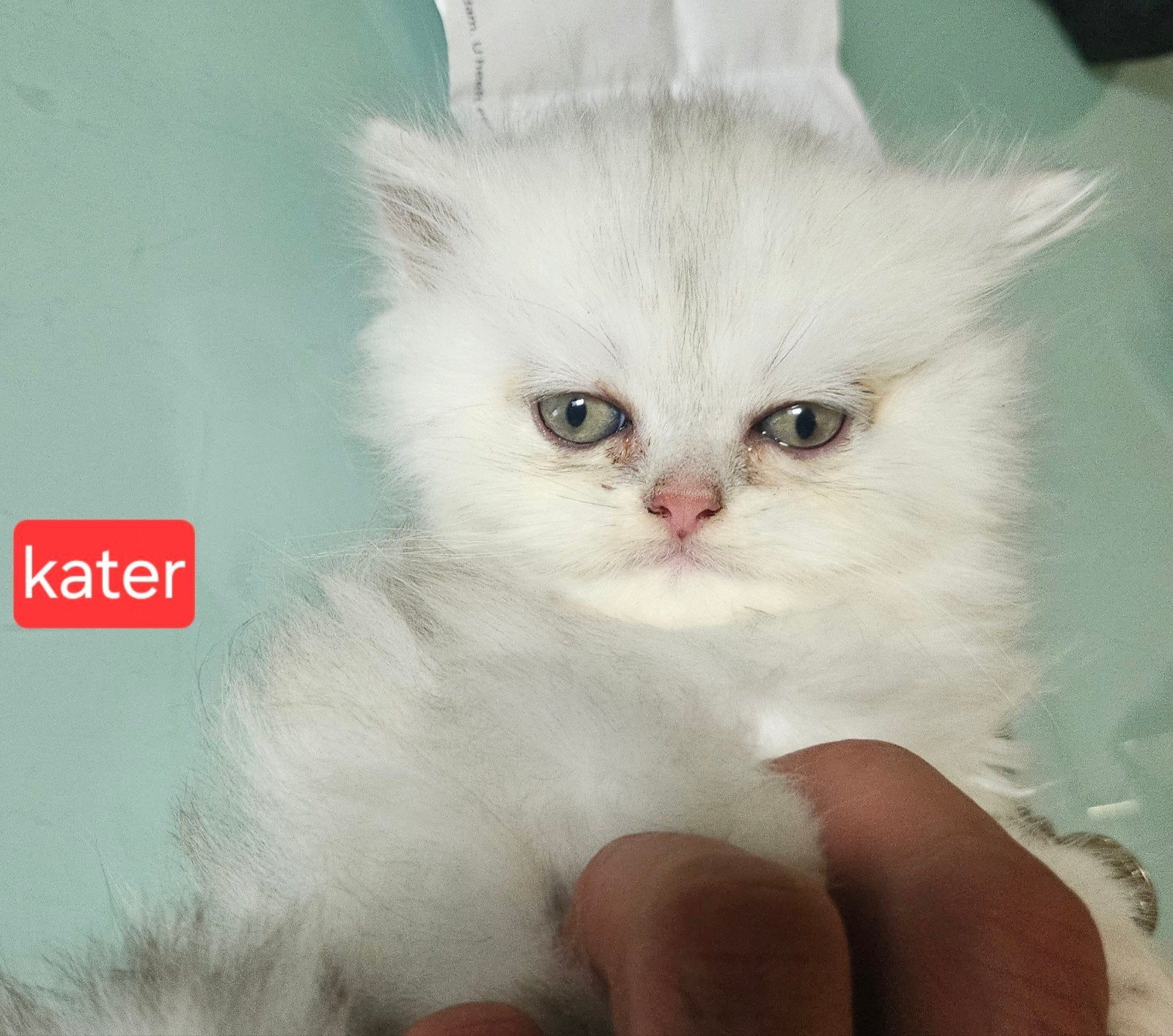 Prachtige en lieve  kater Britse korthaar, Poes, Ontwormd, 0 tot 2 jaar