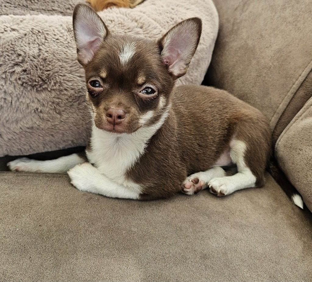 Chihuahua, Dieren en Toebehoren, Honden | Chihuahua's en Gezelschapshonden, 15 weken tot 1 jaar, Reu, Eén hond, Chihuahua