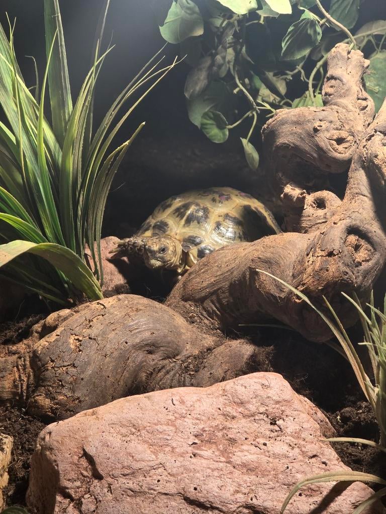 Land Schildpadden Testudo Horsfieldii Tortoise - unknown for sale from Timo