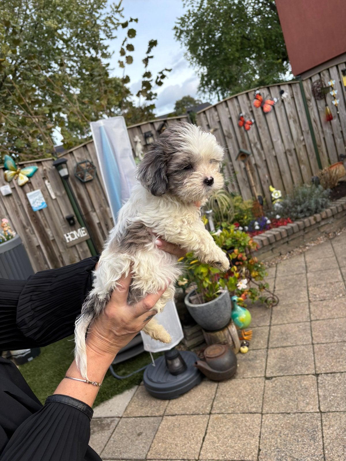 Shih tzu pups mogen direct mee, Overige rassen, Meerdere, Meerdere dieren, Nederland