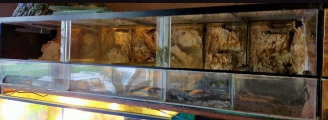 Terrarium 3 stuks aan elkaar, Ophalen, Gebruikt