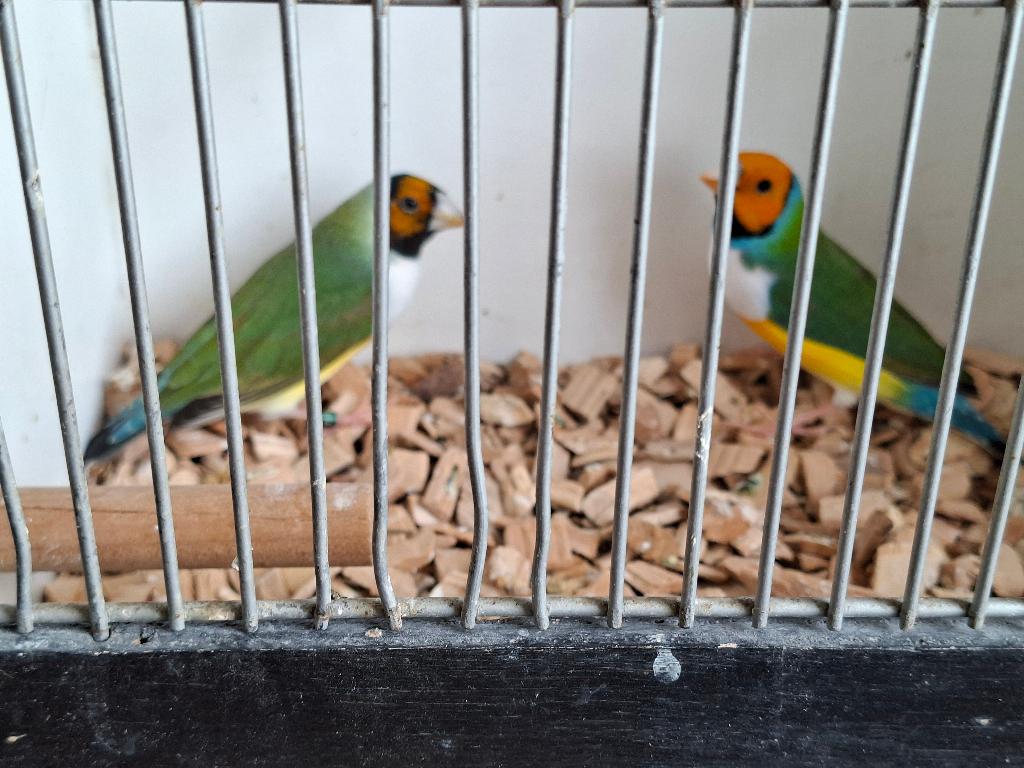 gouldamadines, Meerdere dieren, Tropenvogel, Geringd