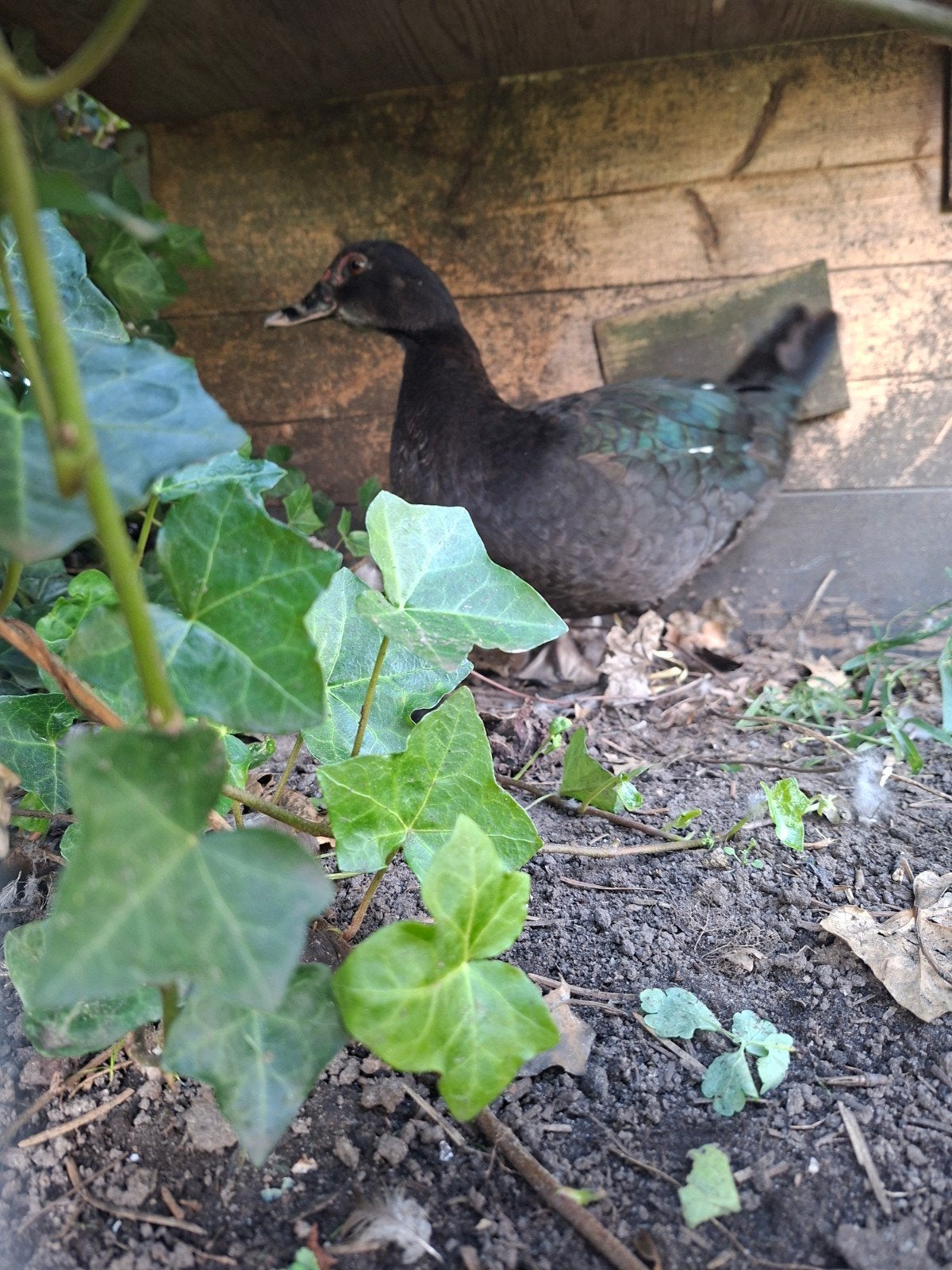 2 Muskuseenden, Dieren en Toebehoren, Vrouwelijk, Eend