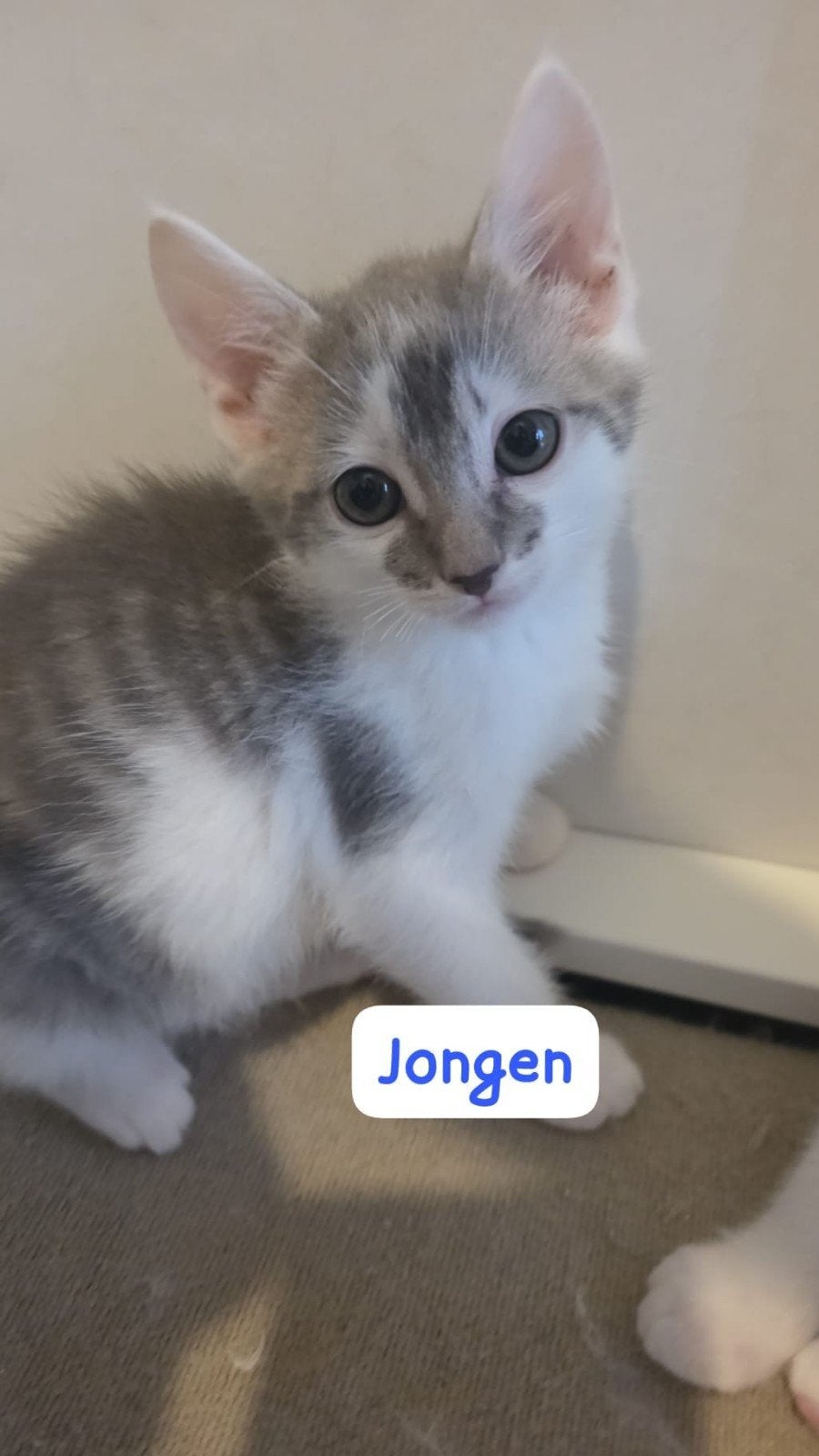 Ragdoll x Europese korthaar kittens, Meerdere dieren, Gechipt, 0 tot 2 jaar