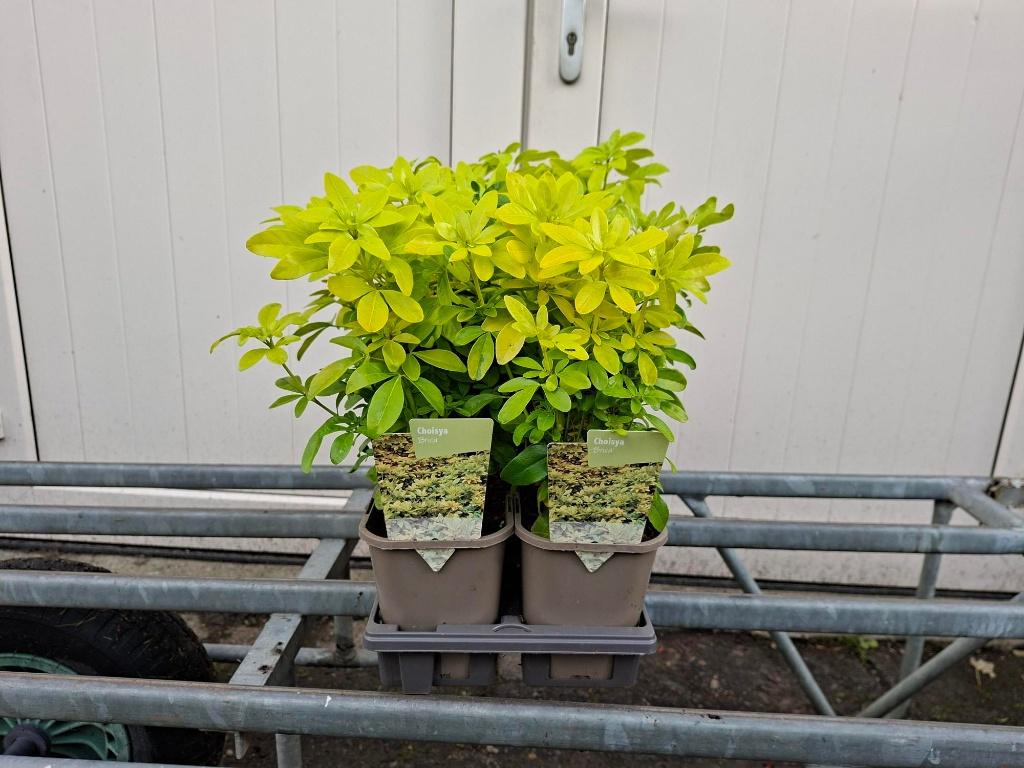 Mooie Choisya ternata 'Brica' (Mexicaanse citroenbloesem)!, Tuin en Terras, Planten | Struiken en Hagen, Ophalen, Overige soorten
