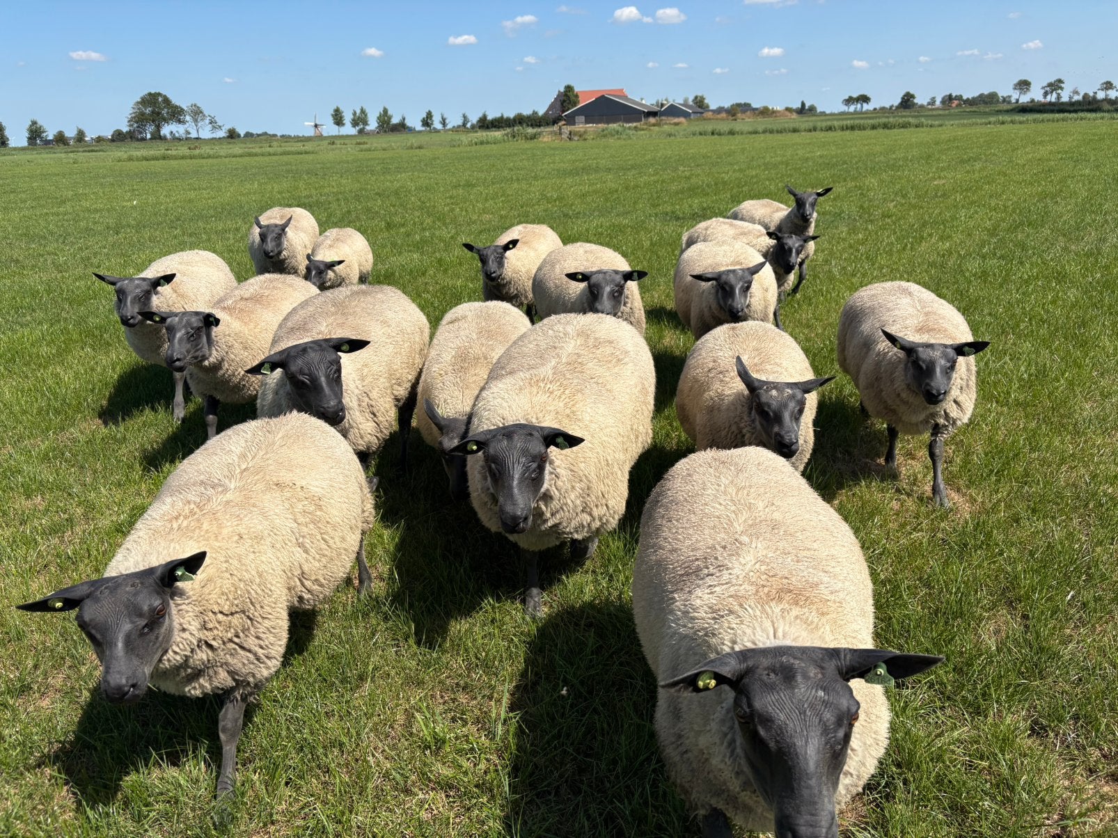 Bleu du Maine dekrammen, Mannelijk, Schaap