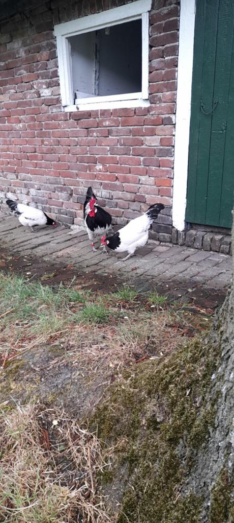 Lakenvelder haan en kippen, Ophalen, Kippenhok of Kippenren