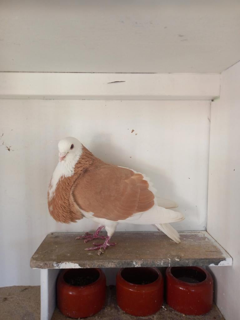 Gevraagd,  Zware bastaard duivin, Dieren en Toebehoren, Vogels | Duiven, Vrouwelijk, Kropper