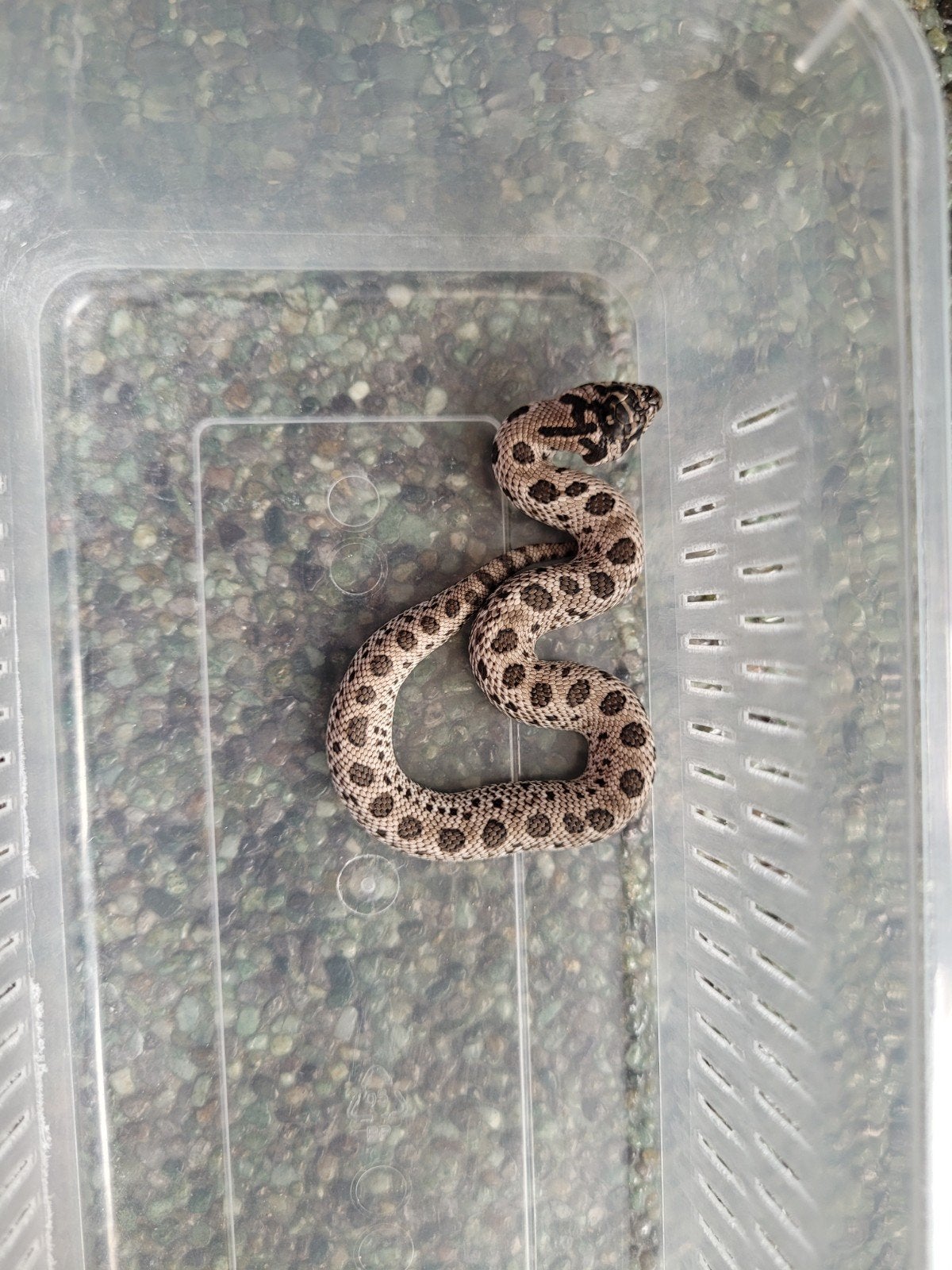 Heterodon Nasicus Super Arctic vrouw, Dieren en Toebehoren, Slang, 0 tot 2 jaar