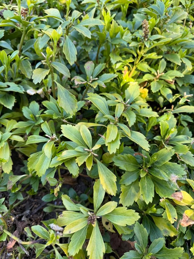 Gratis grote hoeveelheid bodembedekkers planten zie foto’s, Ophalen, Overige soorten, Minder dan 100 cm