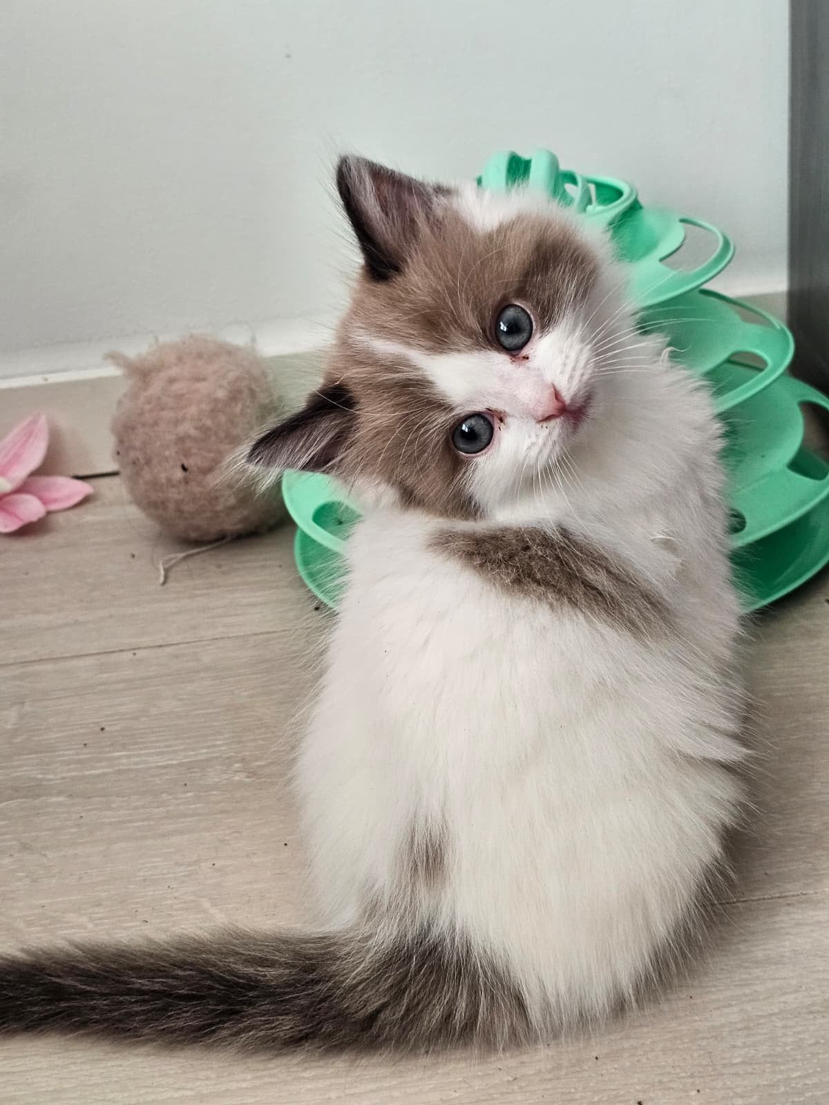Lieve Ragdoll kater Shiro 5 maanden, Kater, Gechipt