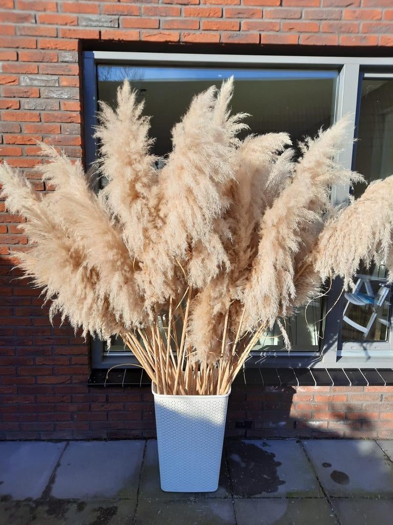 XXL Pampas Pluimen, Ophalen of Verzenden, Nieuw