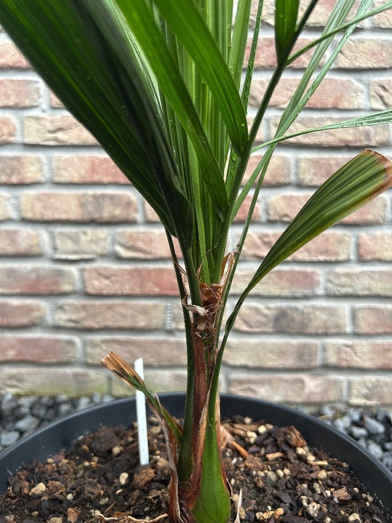 Jubutyagrus, Ophalen of Verzenden, Minder dan 100 cm, Zomer, Palmboom