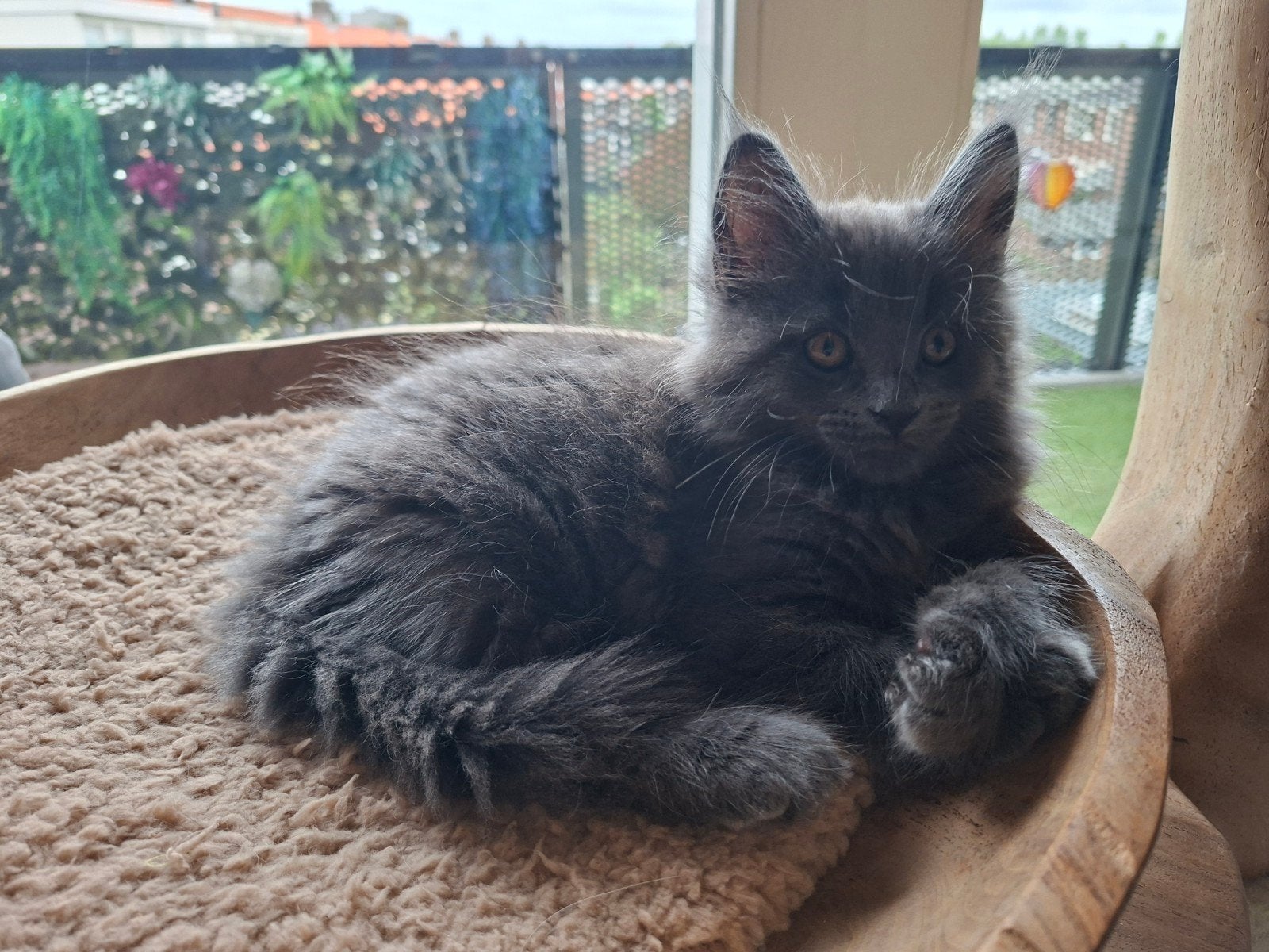 meancoon kitten nog 1 vrouwtje,solit bleu, Poes