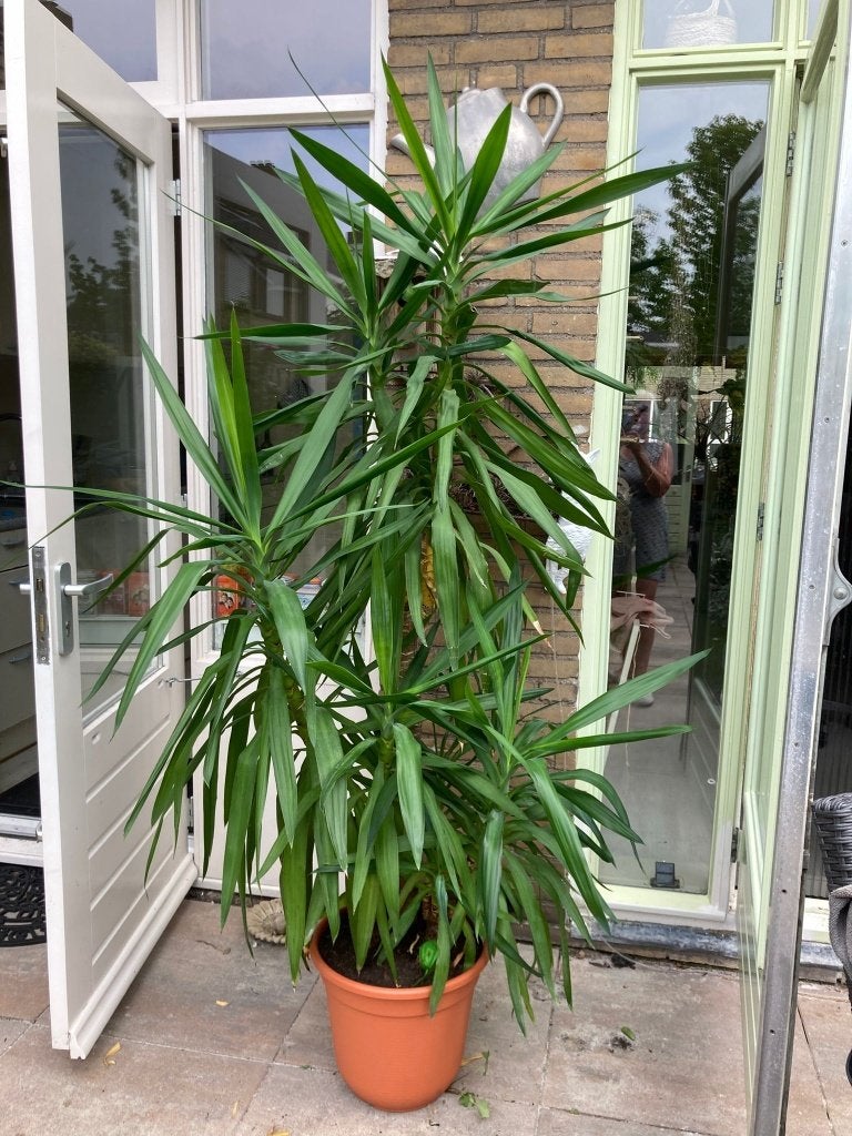 Yucca ****2meter****, 200 cm of meer, In pot, Yucca, Groene kamerplant