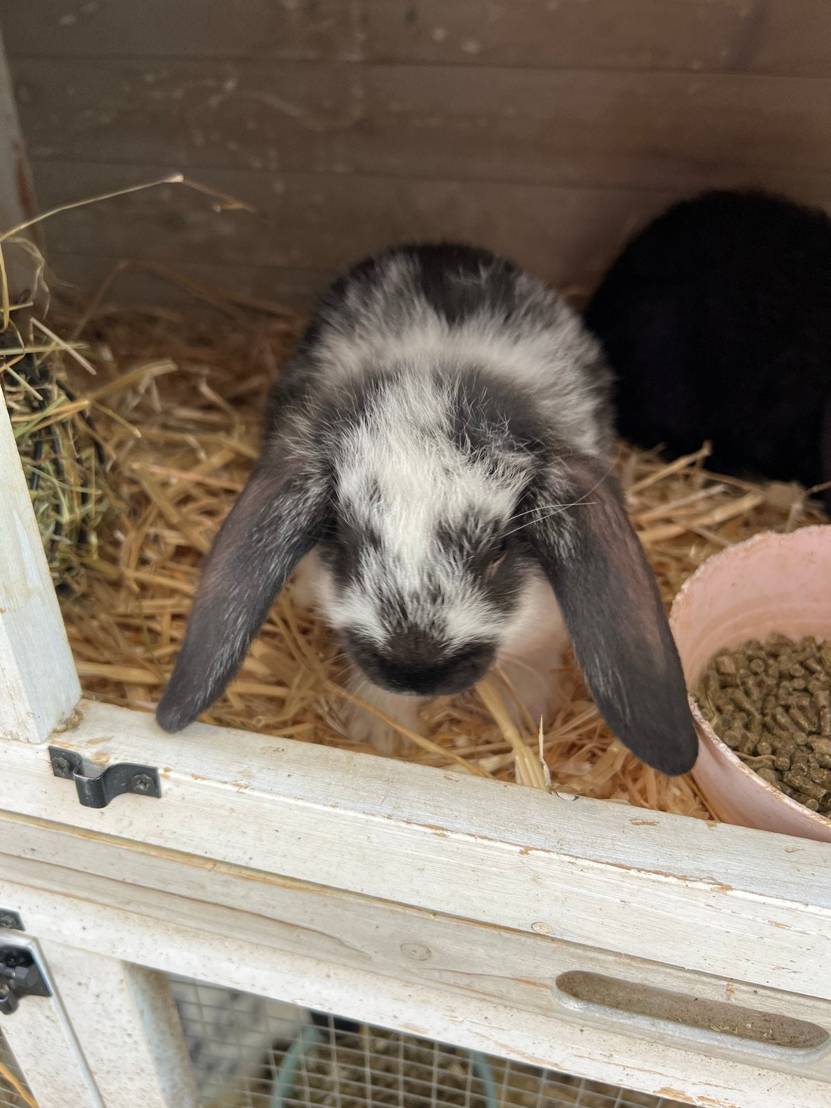 2 lieve hangoorkonijntjes (mannetje en vrouwtje), Dieren en Toebehoren, Meerdere dieren, Middelgroot, Hangoor, 0 tot 2 jaar
