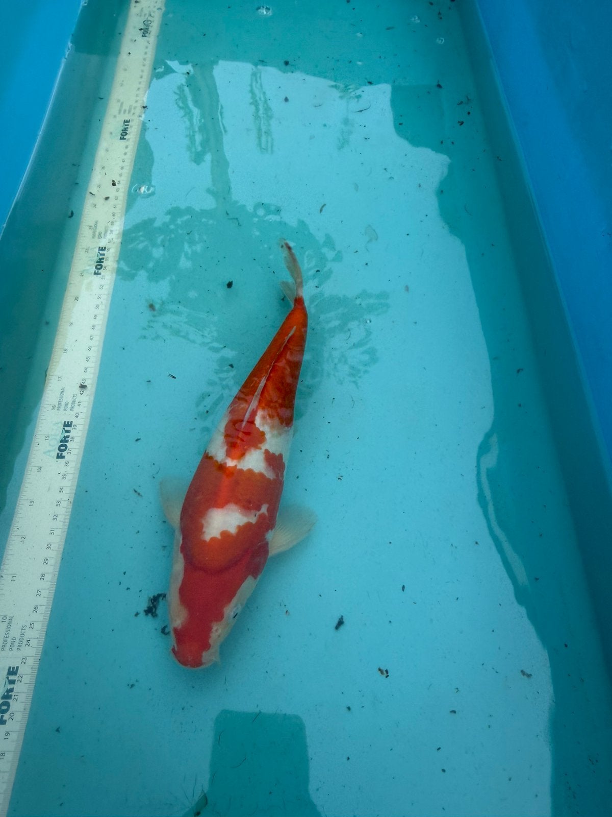 Kohaku koi, Dieren en Toebehoren, Karper of Koi