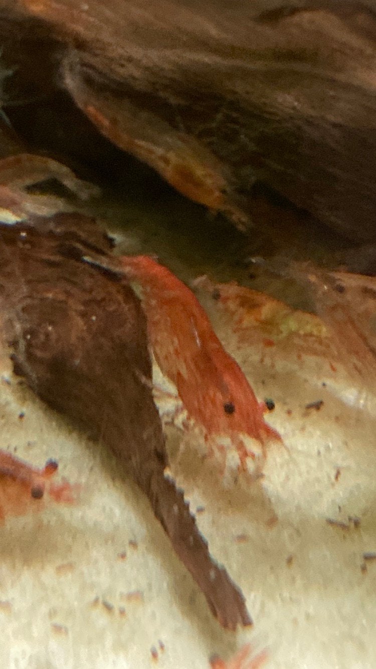 Neocardina garnalen 0,50 cent per stuk, Kreeft, Krab of Garnaal