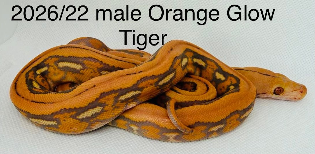Nakweek Python Reticulatus Reticulated Python photo 16