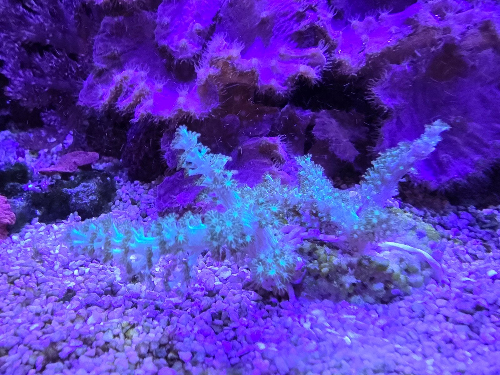 Zeeaquarium Koraal Groene Kenia Boom, Overige typen, Zoutwatervis