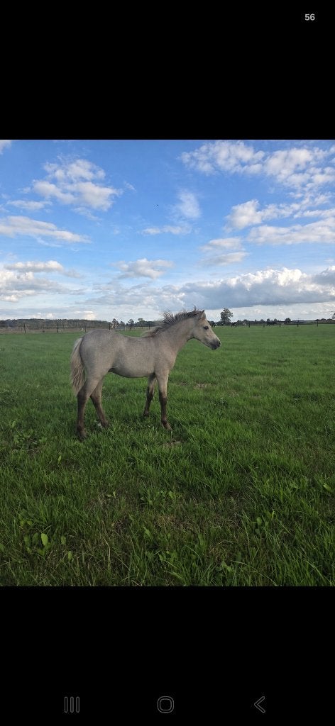Luxe valk appaloosa hengstje, Dieren en Toebehoren, Niet van toepassing, Hengst, A pony (tot 1.17m), Gechipt