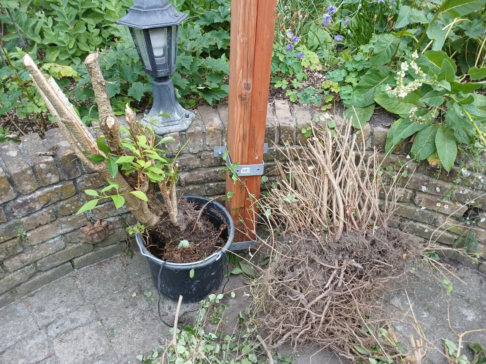 Forsythia en sering gratis, Tuin en Terras, Planten | Tuinplanten, Ophalen, Overige soorten, Volle zon