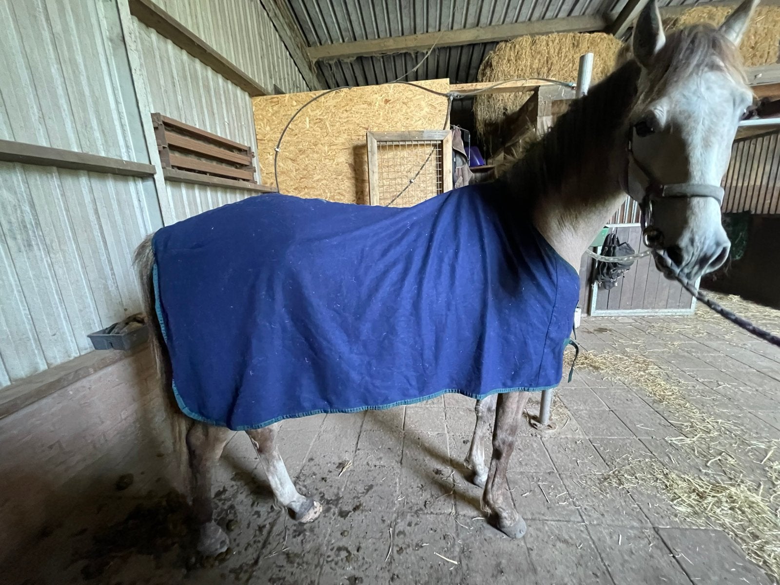 Paardendekens, Full (L), Ophalen of Verzenden, Gebruikt