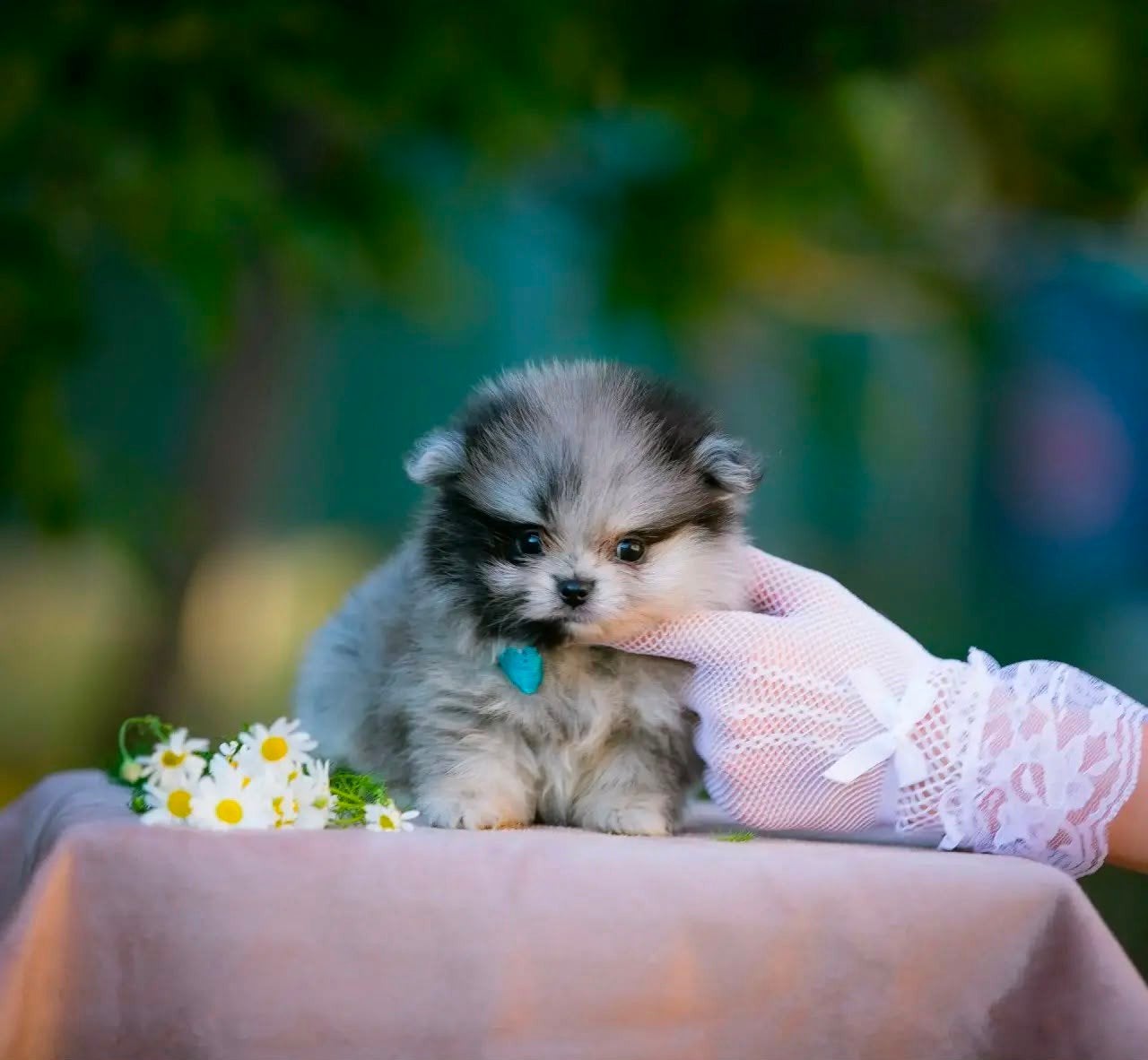 **Prachtige Mini Pomeriaan Bear Face Puppy’s Beschikbaar*, Particulier, 15 weken tot 1 jaar, Overige rassen, Buitenland