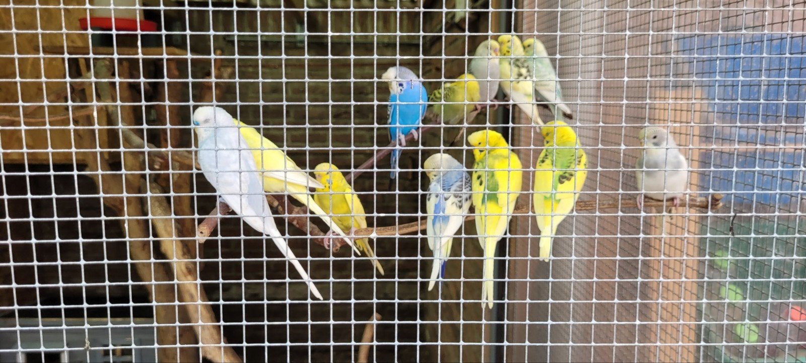 diverse parkieten te koop, Dieren en Toebehoren, Meerdere dieren, Parkiet