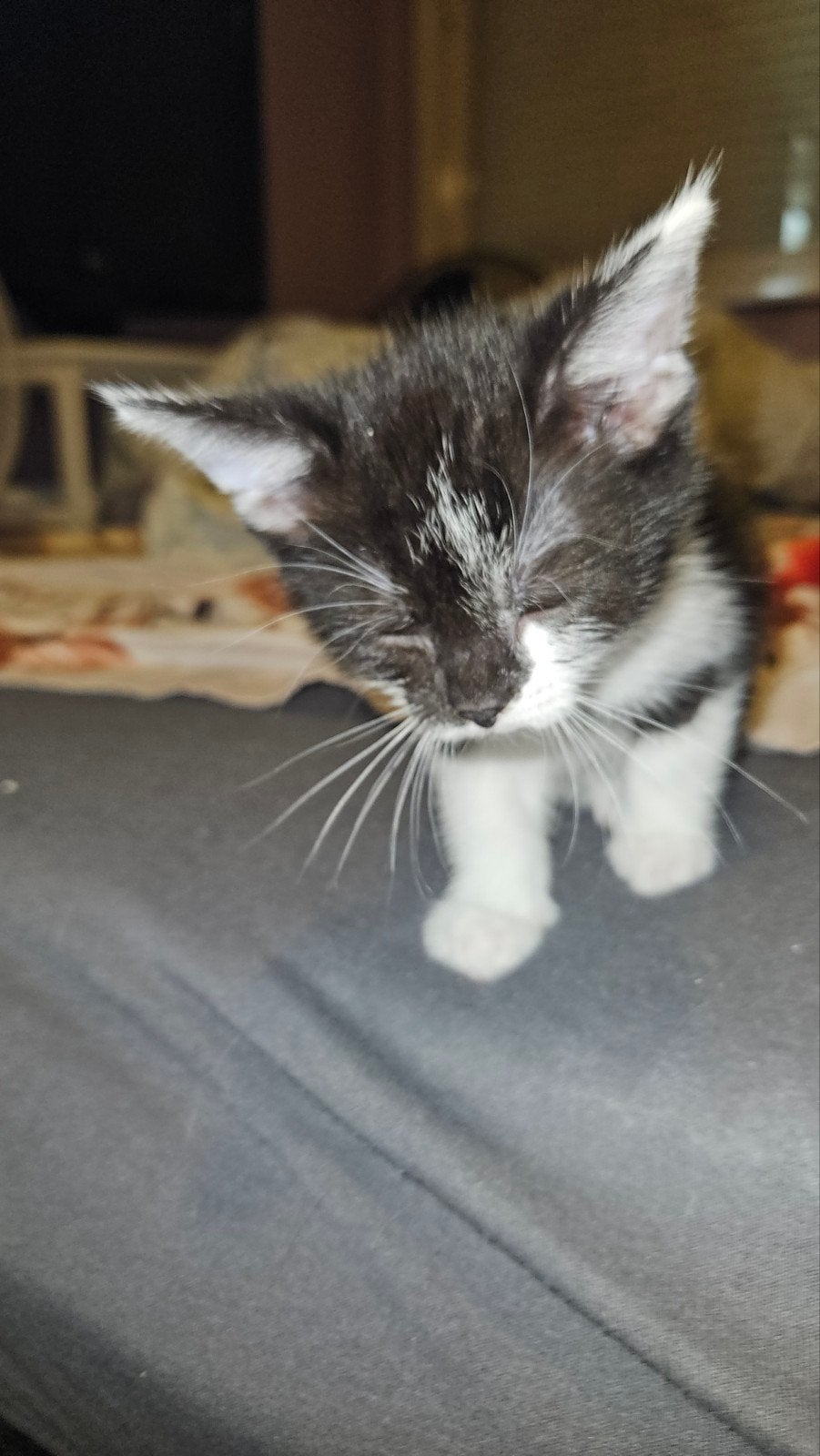 8 weken oude kittens, Dieren en Toebehoren, Katten en Kittens | Overige Katten, Poes