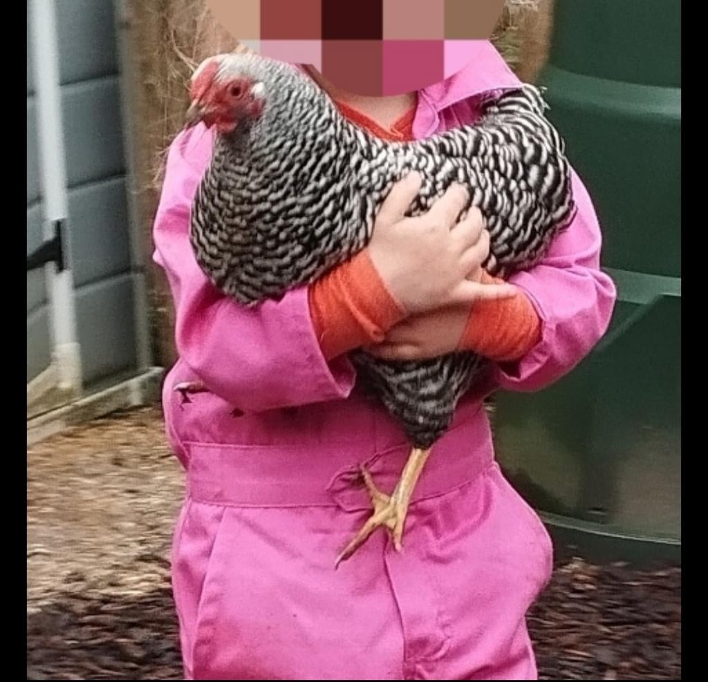 Amrock kriel hen en Cochin haan, Dieren en Toebehoren, Pluimvee, Meerdere dieren, Kip