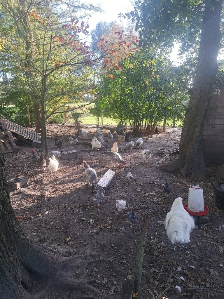 Hanen en Hennen te koop, Dieren en Toebehoren, Meerdere dieren, Kip