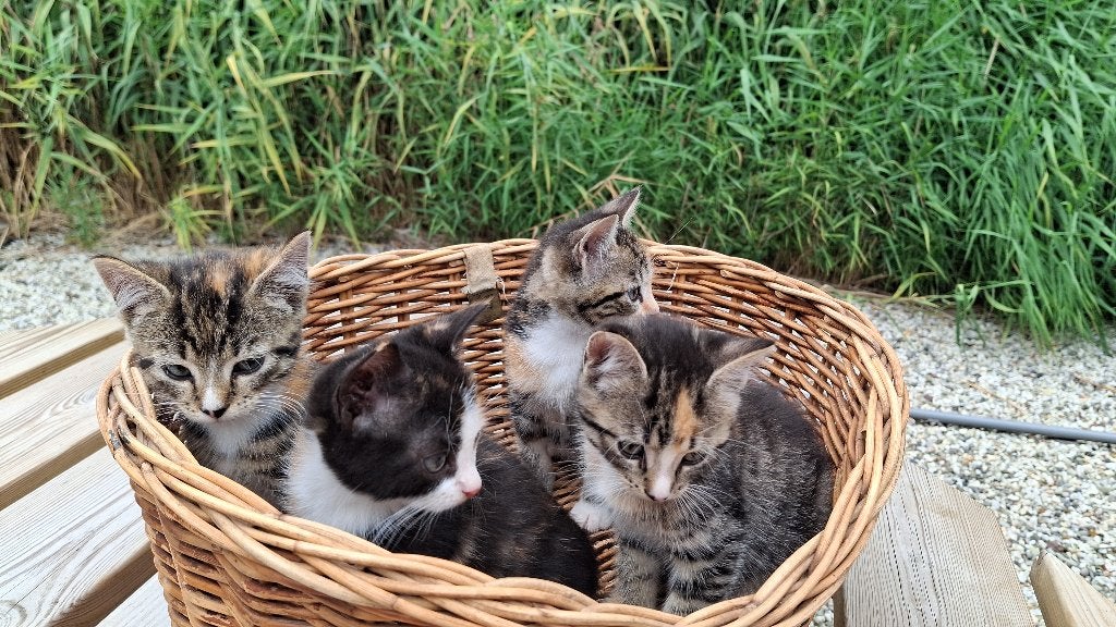 Schattige, prachtige kittens, Meerdere dieren, Kortharig, 0 tot 2 jaar
