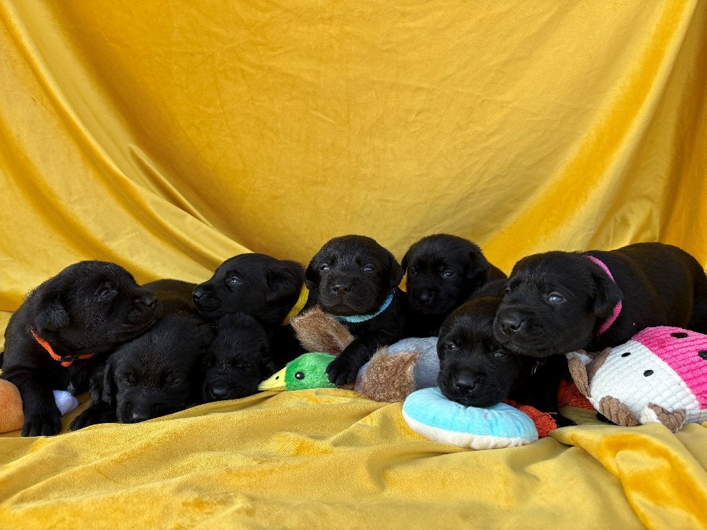 Zwarte Labrador pups – op zoek naar een fijn en warm thuis, Dieren en Toebehoren, 8 tot 15 weken, CDV (hondenziekte), Meerdere