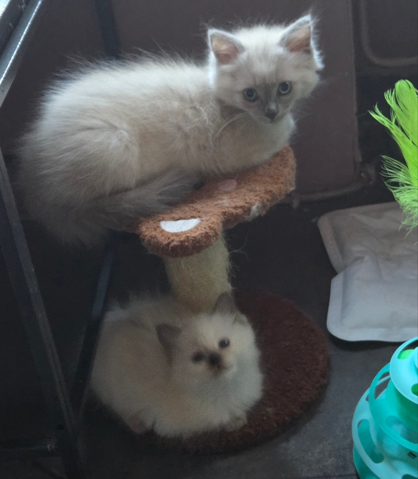 Raggdol kittens, Meerdere dieren, Ontwormd