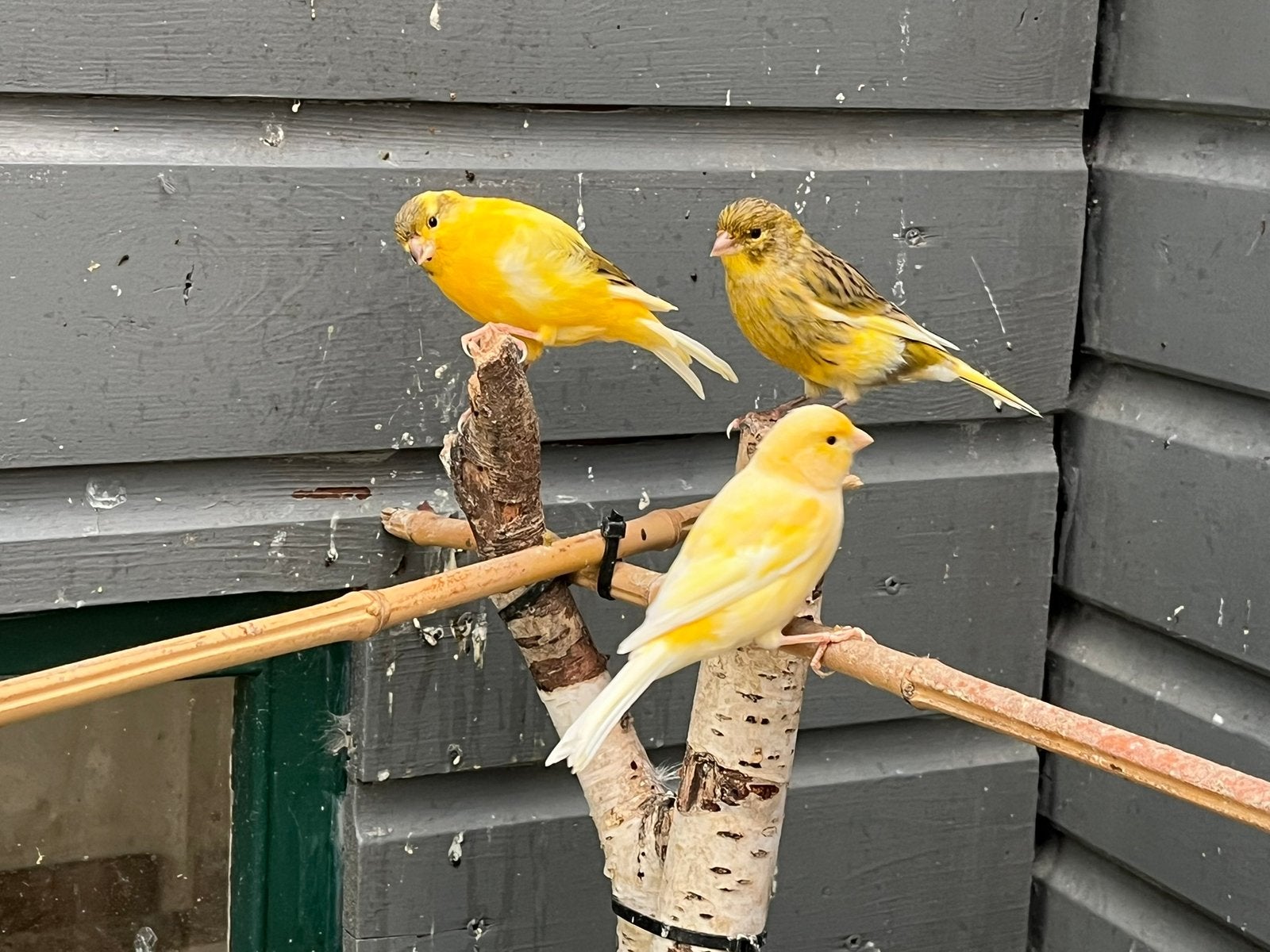 Kanaries waterslager, Meerdere dieren, Zangkanarie