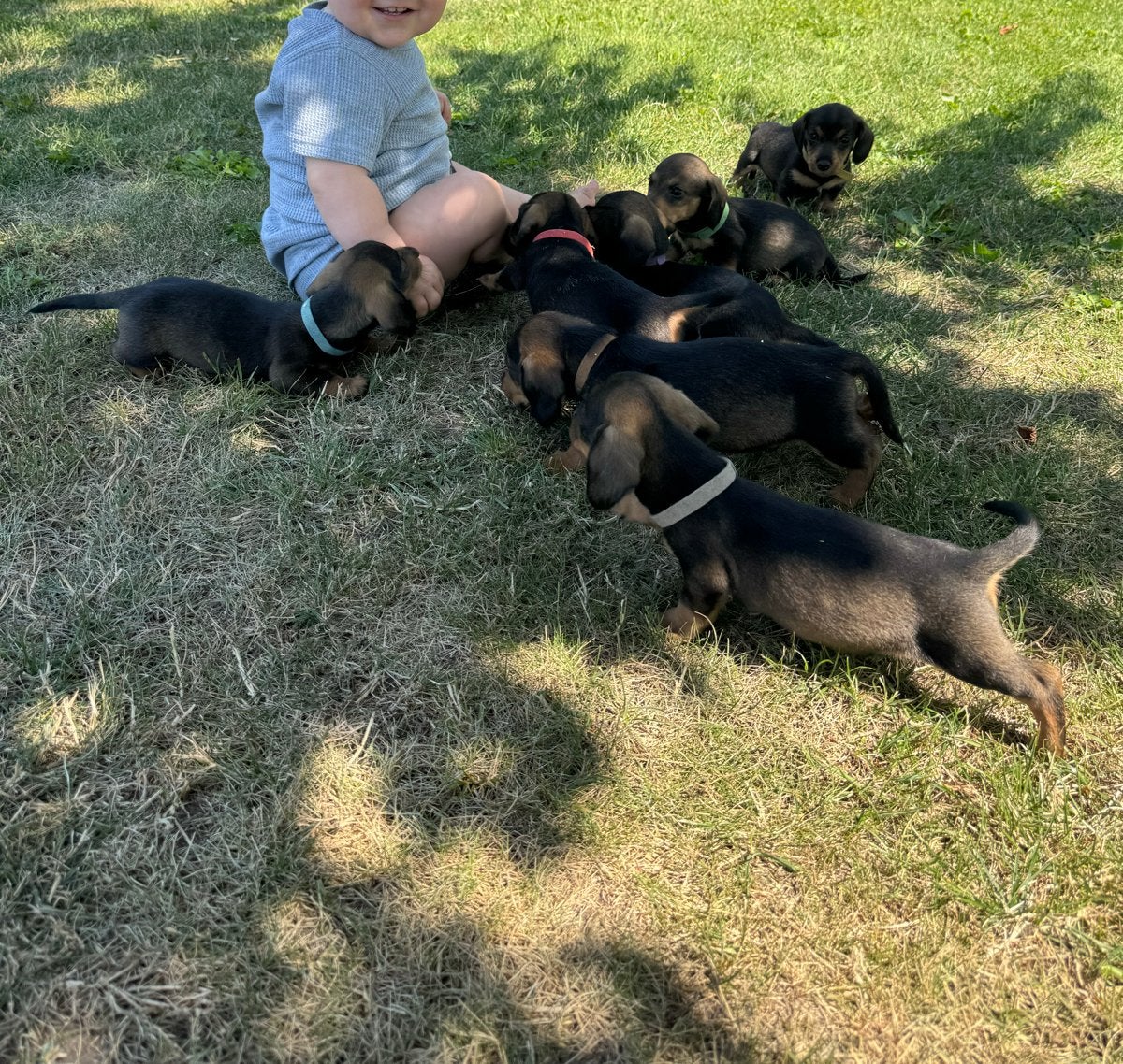 Mooie ruwharige teckel pups, Dieren en Toebehoren, Reu, 8 tot 15 weken, Dwerg, Meerdere
