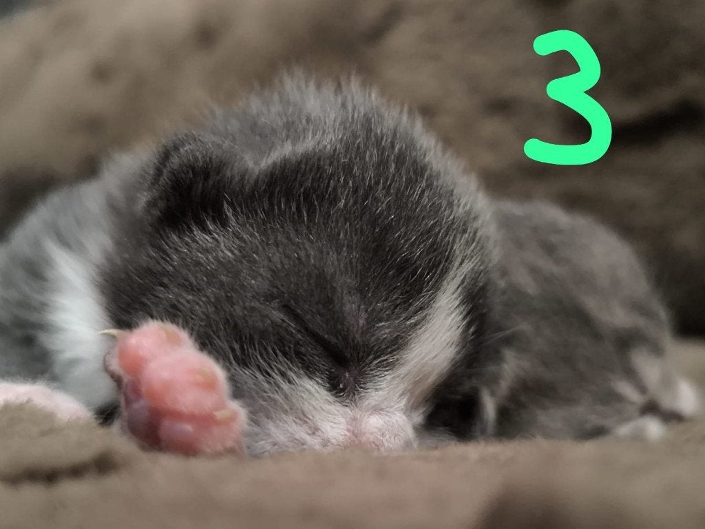 Lieve kittens zijn alvast op zoek naar hun gouden mandje, Meerdere dieren, Kortharig, 0 tot 2 jaar