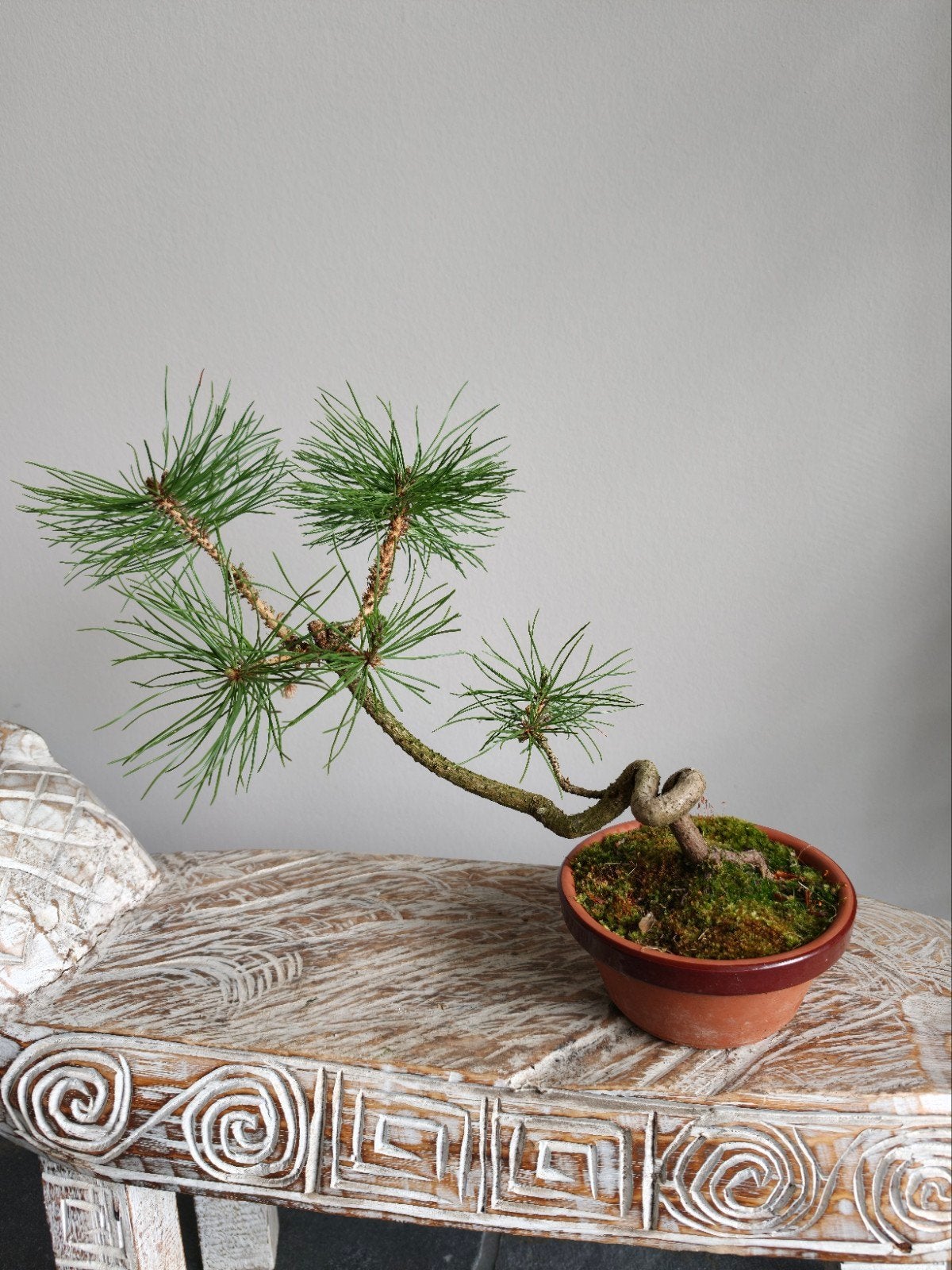 Pinus Sylvestris bonsai, Bloeit niet, Halfschaduw, Minder dan 100 cm, Overige soorten